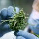 Colombia reglamentó la exportación e importación de cannabis