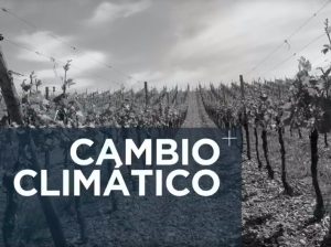 Consecuencias del cambio climático en el sector vitivinícola