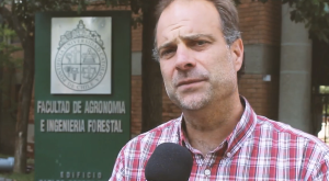 Riesgos asociados a una gran cosecha de cerezas