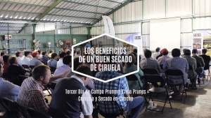 Secado de ciruela: beneficios económicos de la mecanización