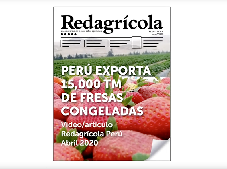 Ajíes peruanos a Europa