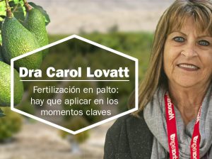 Fertilización en palto: Hay que aplicar en los momentos claves
