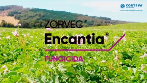 El nuevo fungicida para papas de Corteva Agriscience