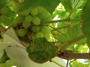 Plagas emergentes en nuevas variedades de vid