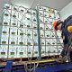 Agroexportaciones peruanas crecerían el 2020 pese a impacto de coronavirus