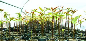 El futuro del palto peruano podría estar en los portainjertos clonales