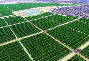 Primeras cosechas de paltos baten record de producción