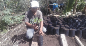 Producción de palta creció 12.5% gracias a portainjertos de calidad