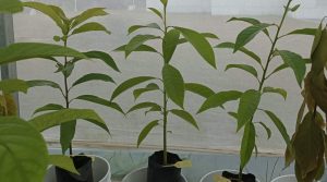 Propagación clonal in vitro de aguacate: la apuesta de un equipo de investigación en Antioquia