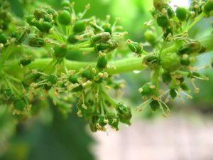 El temido problema de las pudriciones en poscosecha en vides