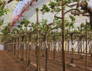 Modificaciones microclimáticas y relaciones hídricas bajo cubiertas plásticas