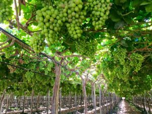 Análisis inicial de la campaña 2016