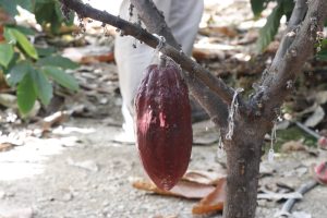 IHSM La Mayora apunta a que se cultive cacao y café en Europa