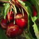 Lluvias causan pérdidas millonarias en la producción de cereza en España