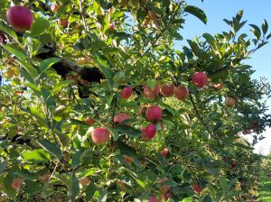 Closer®, el insecticida que marca un nuevo estándar