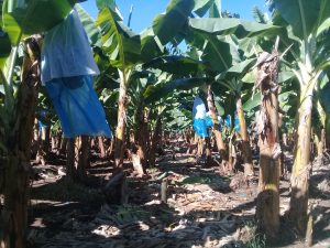 Decisivos resultados de Promesol 5X en el cultivo del banano 