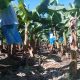 Decisivos resultados de Promesol 5X en el cultivo del banano 