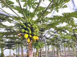 Producción de frutales subtropicales en Europa