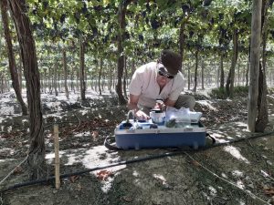 Riego deficitario controlado mejora la uniformidad de color en frutales