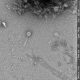 Bacteriófagos: Del laboratorio a los campos de cerezos