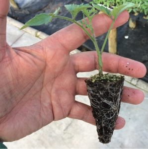 Plantas injertadas, plantas más resistentes