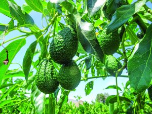 Maluma, a la espera del despegue como alternativa varietal