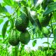 Maluma, a la espera del despegue como alternativa varietal