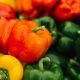 Los retos de producir capsicum bajo ‘casa malla’ para exportar a EE UU