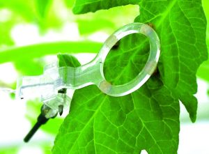 ¿Qué hay de nuevo en sensores del estado hídrico de las plantas?