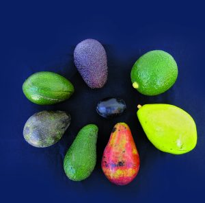 El cultivo de palta en el sur de España, logros y retos futuros