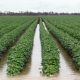 Lo que se vio y se supo en Irrigation Australia y Agritech
