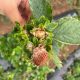 Se destinarán cerca de $2.000 millones para combatir plaga de emergencia agrícola en frutillas