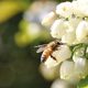 Utilizan abejas para aplicar fungicidas biológicos en Marruecos