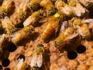 Colombia prohíbe el uso de pesticida químico fipronil para proteger a las abejas