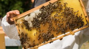 Abejas: varroa no condiciona la aparición de síntomas de DWA
