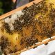 Abejas: varroa no condiciona la aparición de síntomas de DWA