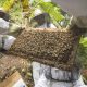 Senasa intensificará en 2021 el control y tratamiento de enfermedades en abejas