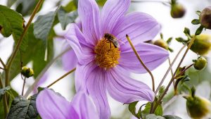 Abejas escogerían el mejor néctar por el color de las flores