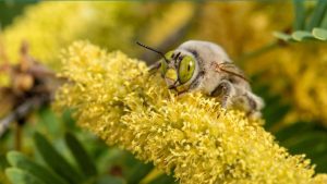 Más de 470 especies de abejas fueron identificadas en zona desértica entre EE.UU y México
