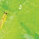 Scirtothrips dorsalis, el invasor voraz que acecha al arándano