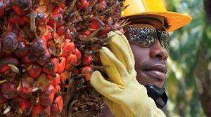 Colombia: Producción de aceite de palma sube 2,5% en 2022