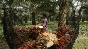 España busca impulsar la producción sostenible del aceite de palma