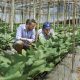 ¿Cómo reducir los efectos  del clima en la productividad  de los cultivos?