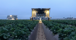 Empresa de robótica agrícola recaudó US$ 25 millones para su sistema de cosecha de fresas