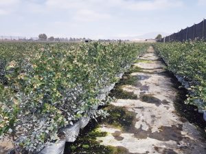 Arándanos en macetas, elección de sustratos y sistemas de riego son claves para su implementación