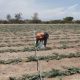 Uso de abono orgánico incrementó en 10% la producción de alcachofas