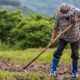 Colombia, entre los socios latinoamericanos de la OCDE que más invirtieron en el agro