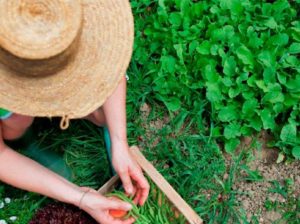 Crearán plataforma para fomentar la agricultura sostenible