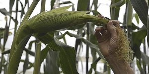 Colombia avanza en el desarrollo agrícola y aún tiene espacio para crecer