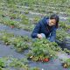 Productores chinos de zonas rurales ganan millones, en ingresos y seguidores, publicando sus propios videos